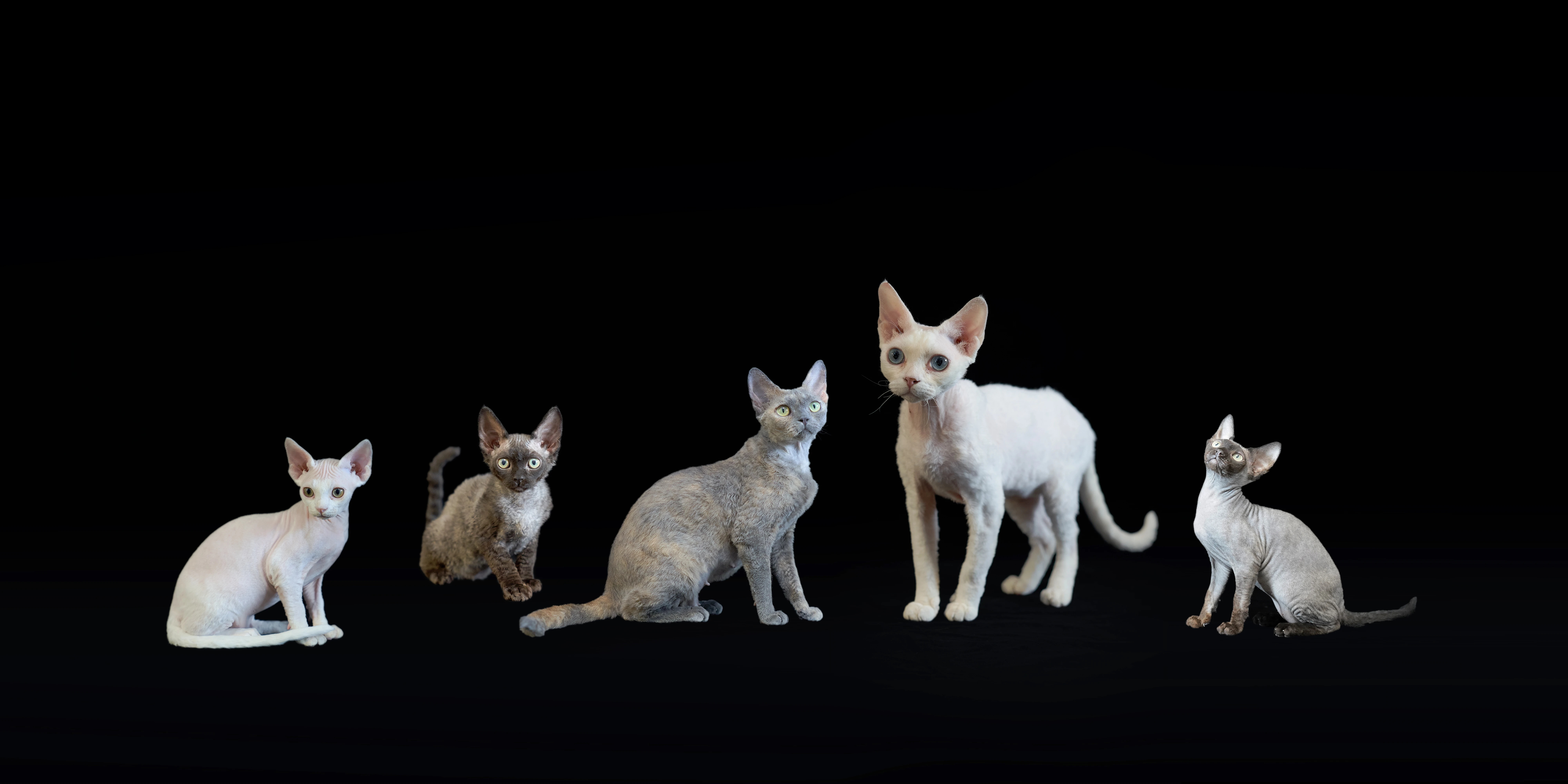 给德文猫拍了一组照片，每一张都想当壁纸